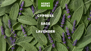 Alpine Sage Deodorant - All Day Outdoor Routine